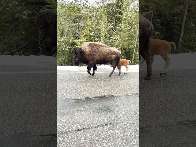 Getting “the look” from a mother and baby bison in Yellowstone  #wildlife #photography #animals