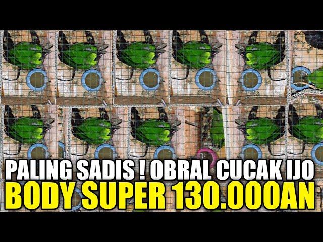 BIKIN ULAH LAGI ! CUCAK IJO 130.000AN DAPET BODY SUPER, PROMO 90 EKOR CUCAK IJO DIJUAL ASAL LAKU