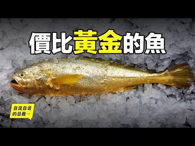 大黃魚：從4毛一斤到價比黃金，40萬一餐飯，300萬一條魚，40年來，大黃魚到底經歷了什麼……|自說自話的總裁