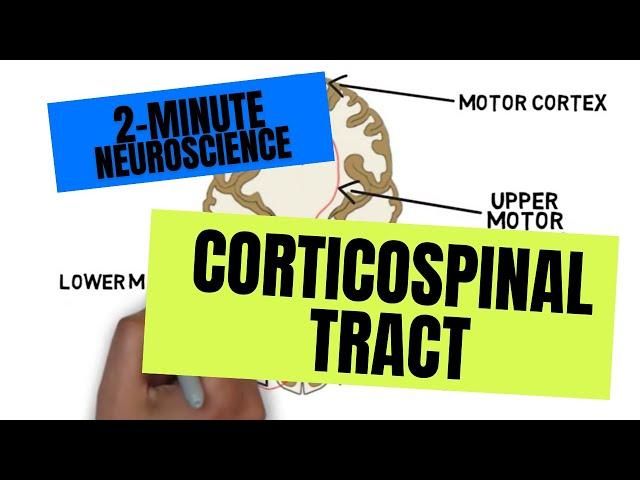 2-Minute Neuroscience: Corticospinal Tract