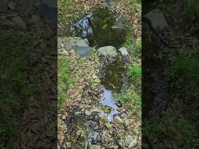 숲속의 작은 냇물 #산책 #융건릉