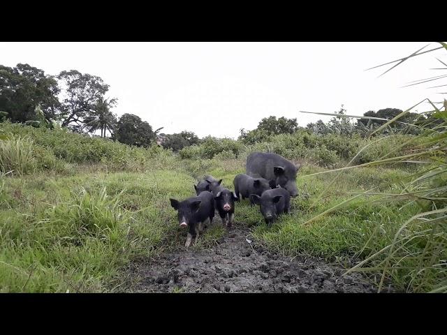 Native Pig Farming Part 1: Philippine Native Pigs | Free range Pigs