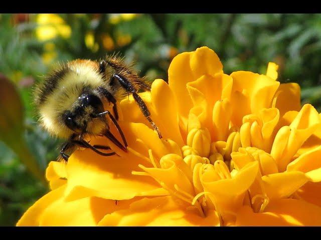 Intruders on the Marigolds