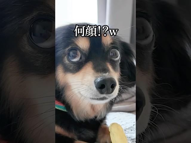 感情が分かりやすそうで複雑な犬