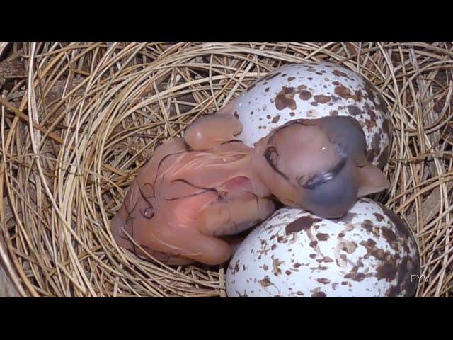 Baby Cardinals FYV