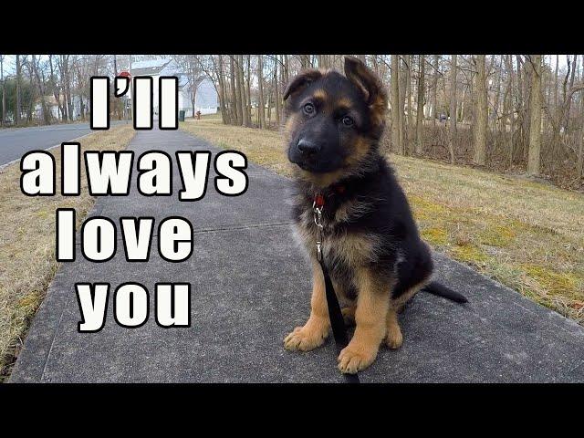 German Shepherd Puppy - Watch this before getting one!