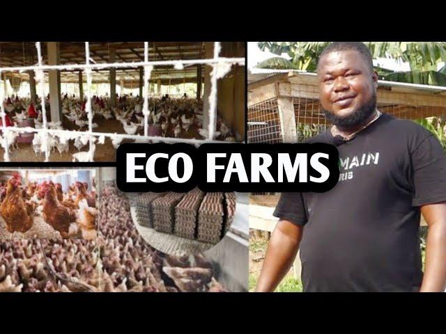 BIGGEST POULTRY FARM IN CENTRAL REGION  I feed my region and Accra