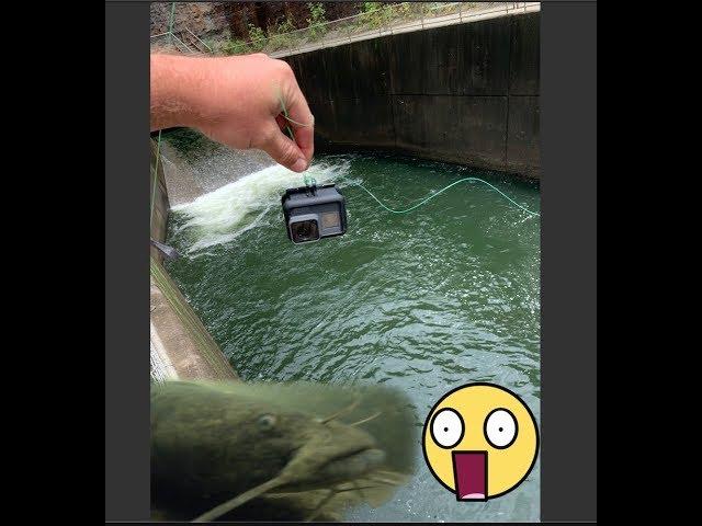 GoPro finds MASSIVE Catfish AND Striper  in a Spillway!