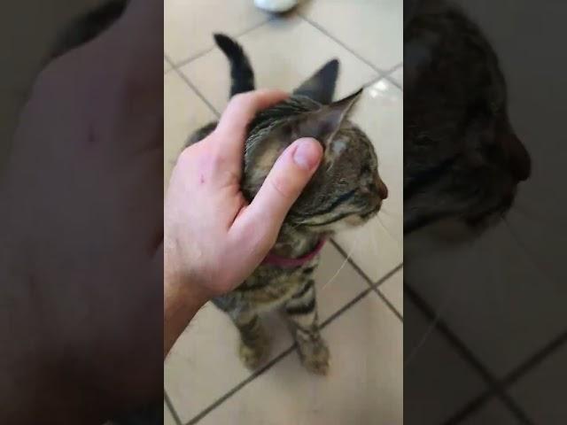 Хозяин кухни