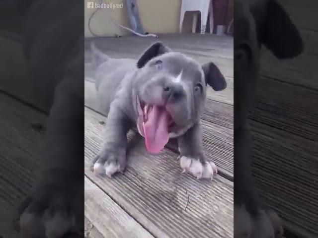 Милаха\!!! Щенок Pit Bull....)