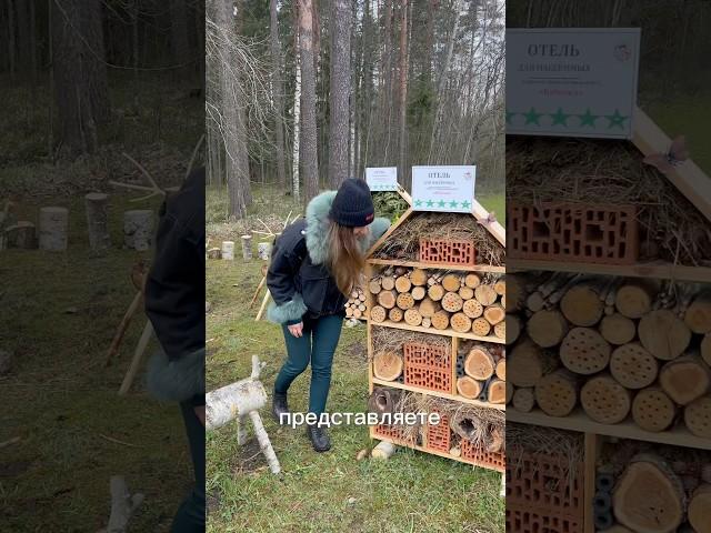 Отель на насекомых 