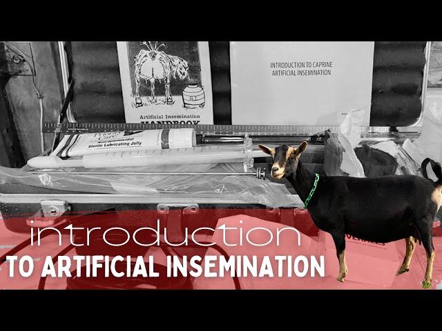 Introduction to Dairy Goat AI (what you need for artificial insemination in goats + goat AI basics)