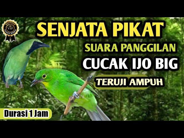 Ampuh untuk pikat cucak hijau di alam liar || suara cucak ijo memanggil lawan