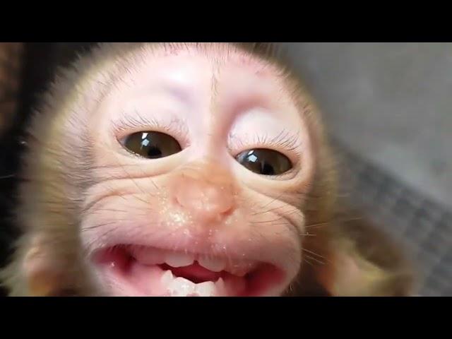 Bayi monyet saatnya minta susu