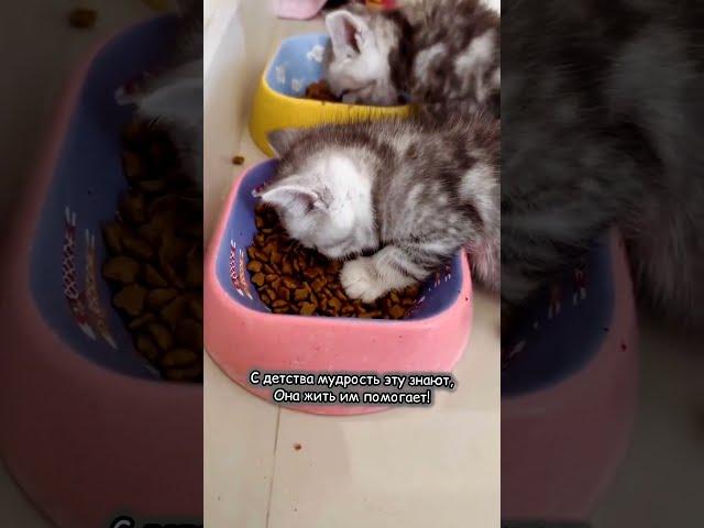 Любят многие коты жить по плану: съел - поспи #смешно #юмор #кошки #cat #animals #кот #смешныекошки