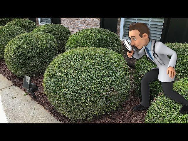 Trimming Round Ball Bushes