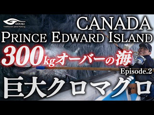 【カナダ】【巨大クロマグロ】【300kgオーバー】カナダ・プリンスエドワード島の巨大クロマグロ Episode.2