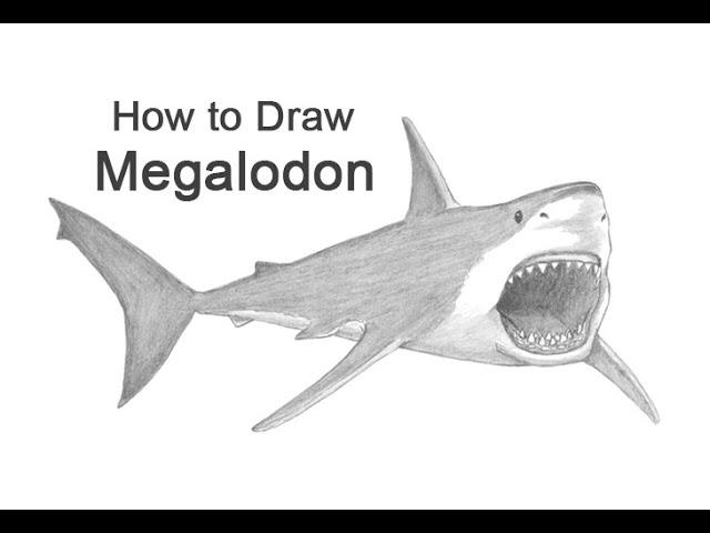 How to draw a Megalodon