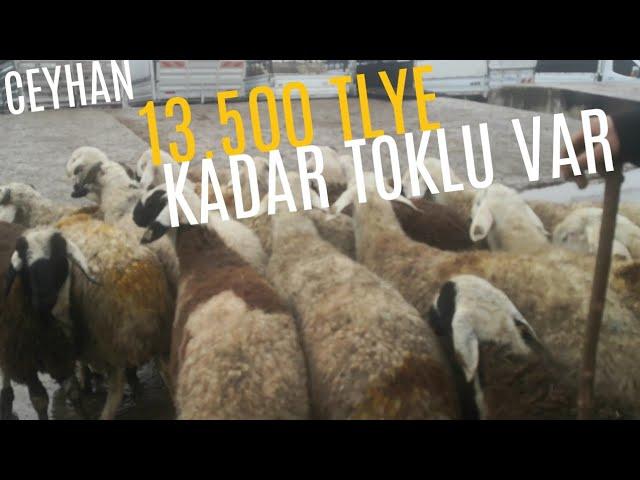 22 KASIM 2024 CEYHAN KÜÇÜKBAŞ HAYVAN PAZARI#kuzu #koyunkuzu #koyun #hayvanpazari #adak