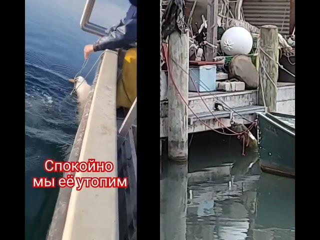 А кушать рыбки хочется. #рыбалканаозере #рыбалка #fishing #карп