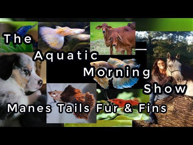 The Aquatic Morning Show