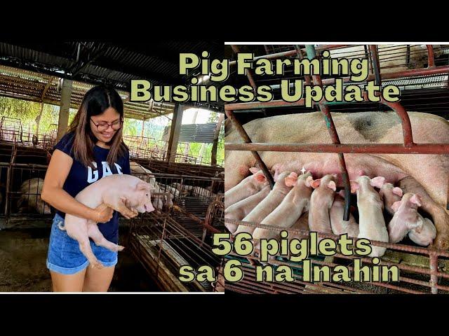 New Update 56 piglets,6 Sow| OFW first Investment #piggerybusiness #baboyan #2022