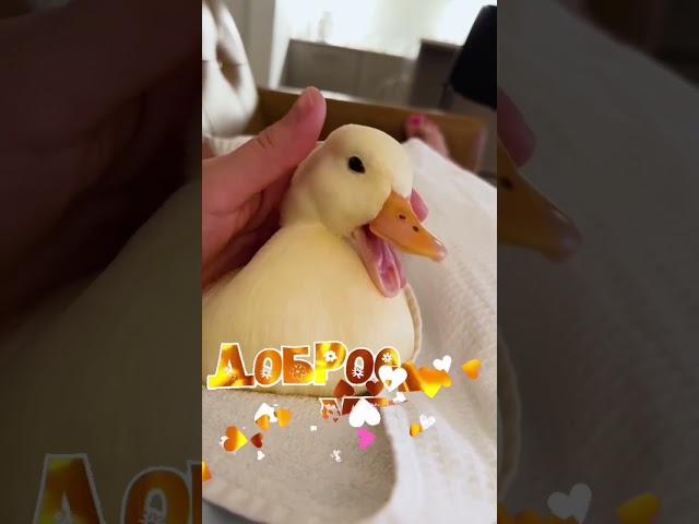 Доброе утро!