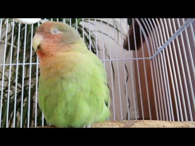 2h Lovebird Sounds for Lonely Parrots