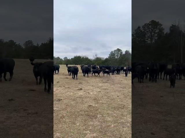 Good Looking Cattle. #farming #agriculture #cattle