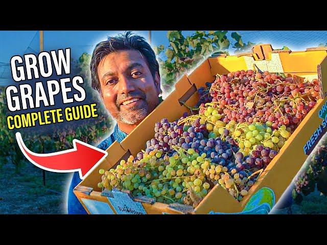 How to GROW GRAPES | Complete Growing Guide