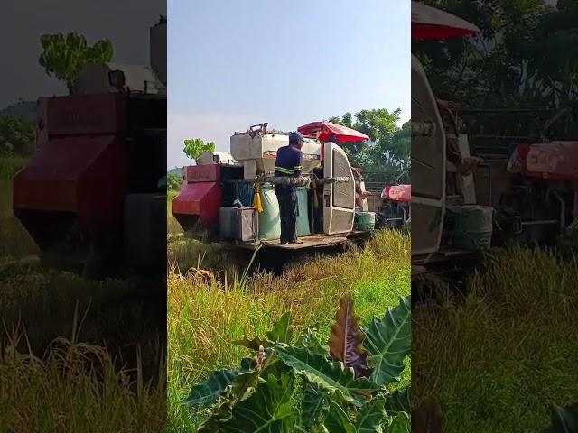 Modern Way sa pag Harvest ng Palay sa Probinsya