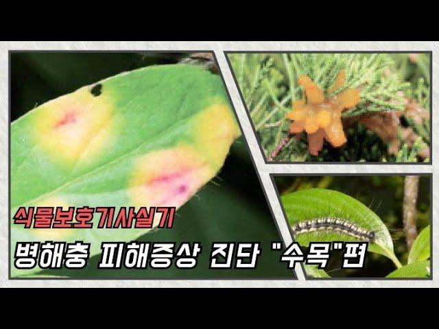 식물보호기사실기 병해충 피해증상 진단 "수목"편 식물보호기사 병해충 진단