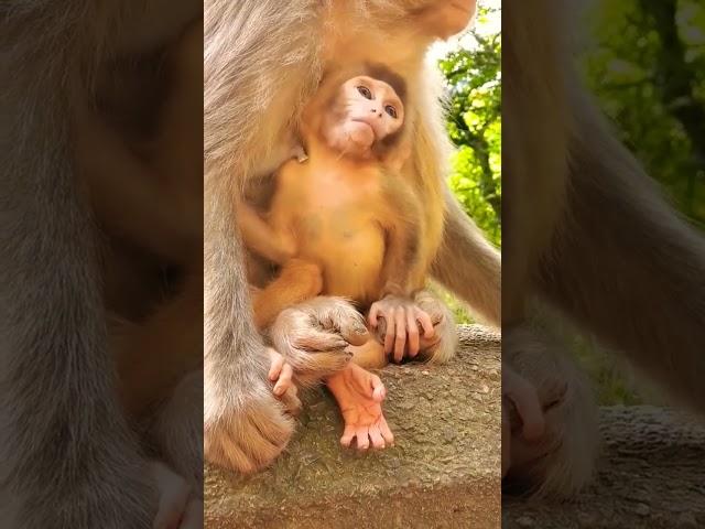 monkey baby enjoy short video #youtubeshorts #monkey #omegle #longoor #funny #वायरल