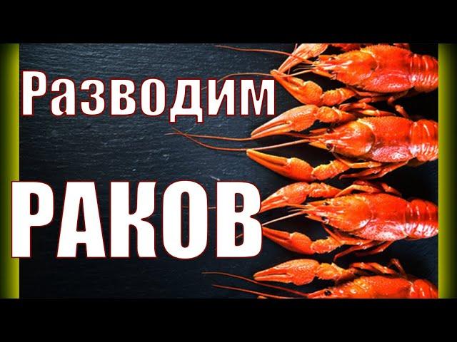 Что нужно для выращивания раков?