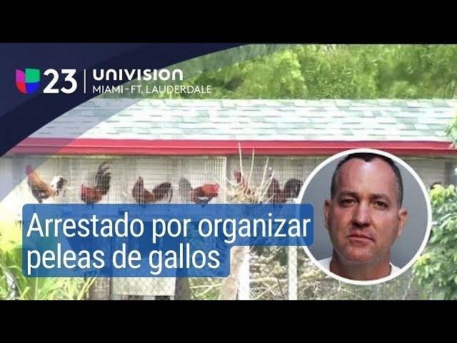 Hispano tenía 100 gallos en casa, ya fue arrestado por crueldad animal