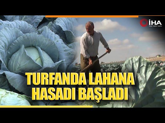 Niğde’de Turfanda Lahana Hasadına Başlanıldı