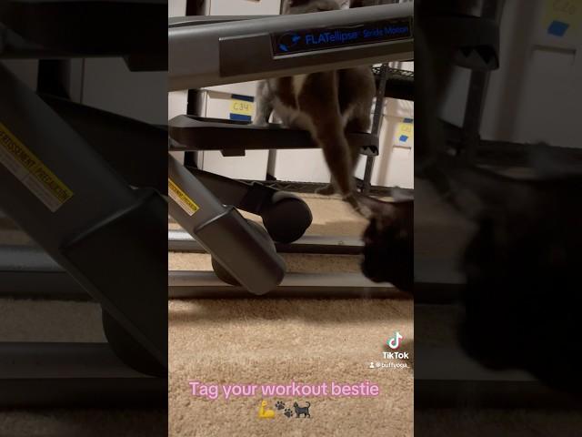 Tag Your Workout Bestie ‍⬛ #catsshorts #workout #bestiegoals