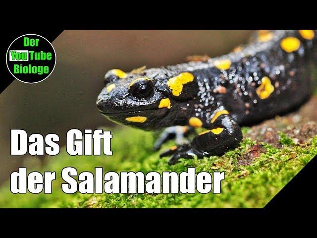 Wie wirkt Salamander Gift?