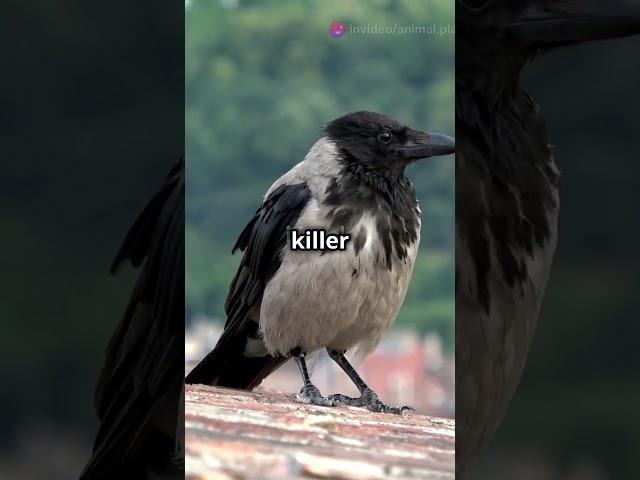 5 Mind Blowing Facts About the African Pied Crows!
