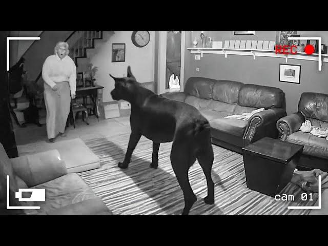 95 MOMENTOS INCREÍBLES CAPTADOS POR LAS CÁMARAS DE SEGURIDAD