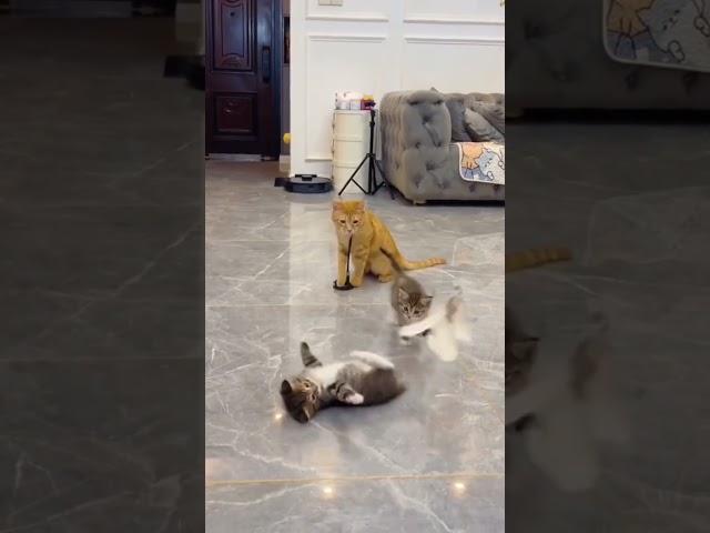 Get Your Daily Dose of Laughter with Very Funny Cat Videos !
