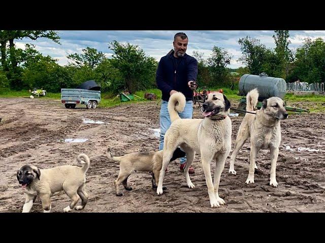 KANGAL KÖPEĞİNDE SON NOKTA KOPYA ÜRETİM GÖRSEL GÜZELLİĞİ ve KALİTESİYLE KILIÇ KENDİNİ KANITLADI