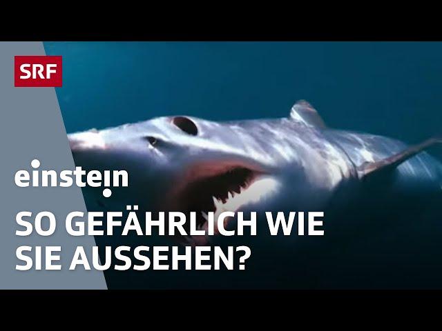 Haie – unterwegs mit den Königen der Meere | Einstein | SRF Wissen