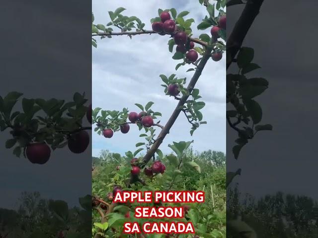 APPLE PICKING SEASON SA CANADA | #pinoyabroad #buhaysacanada #pinoy #filipino #ofw #ofwcanada