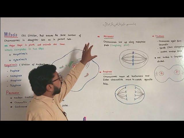 Mitosis | Prophase | Metaphase | Anaphase | Telophase | F.Sc-Biology