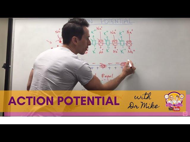 Action Potential | Neuron