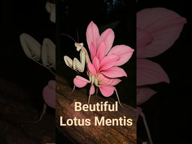 beutiful lotus mentis #mentis