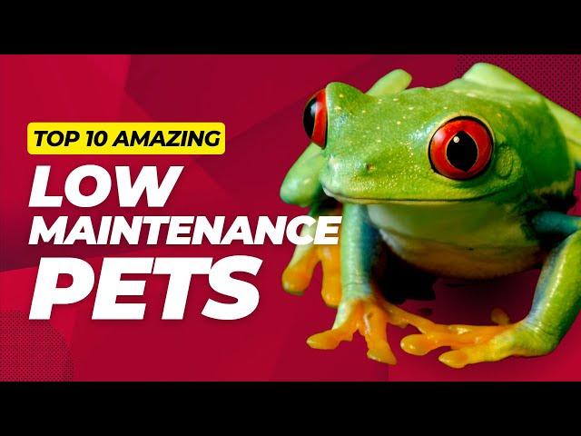 Top 10 Cool Low Maintenance Pets for the Classroom