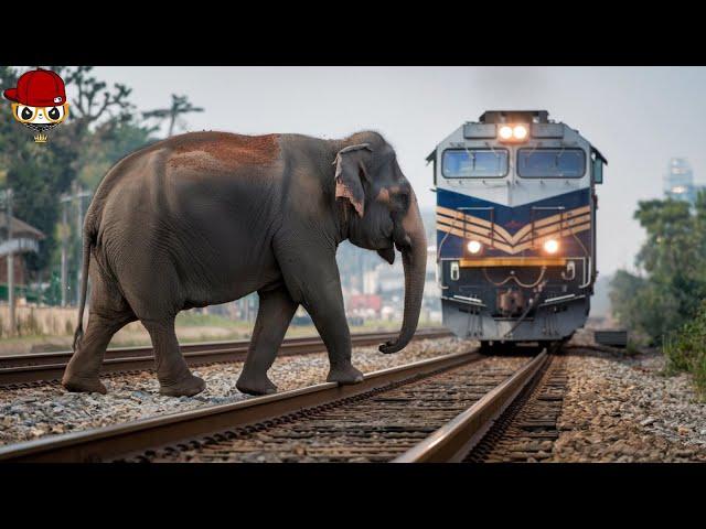 Tragic ! 40 Horrifying Moments of Animals Colliding with Trains !