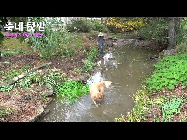 [숙네 텃밭] 개울가 정리후  아이리스 옮겨 심었어요.